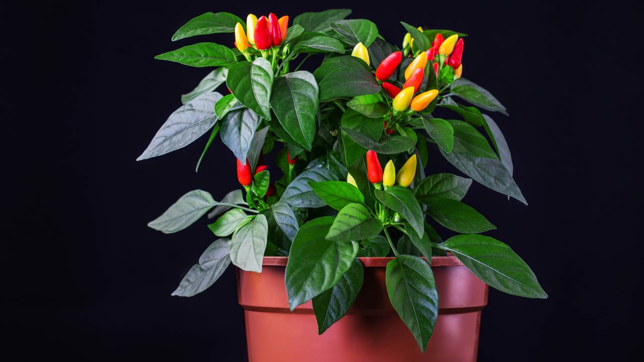 Como plantar e cuidar da pimenta em vaso para produzir bem o ano inteiro