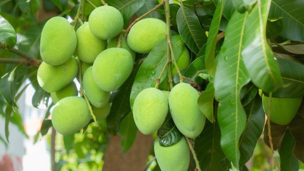 Nem toda colheita é rápida, e essa manga provou isso