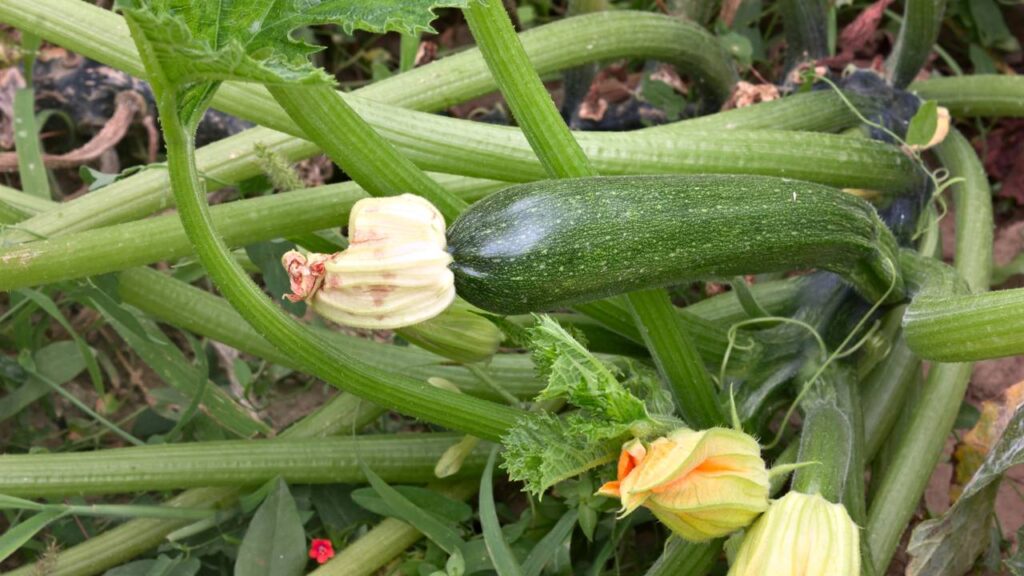 Essa abóbora italiana surpreende quem aprende a usar a planta inteira
