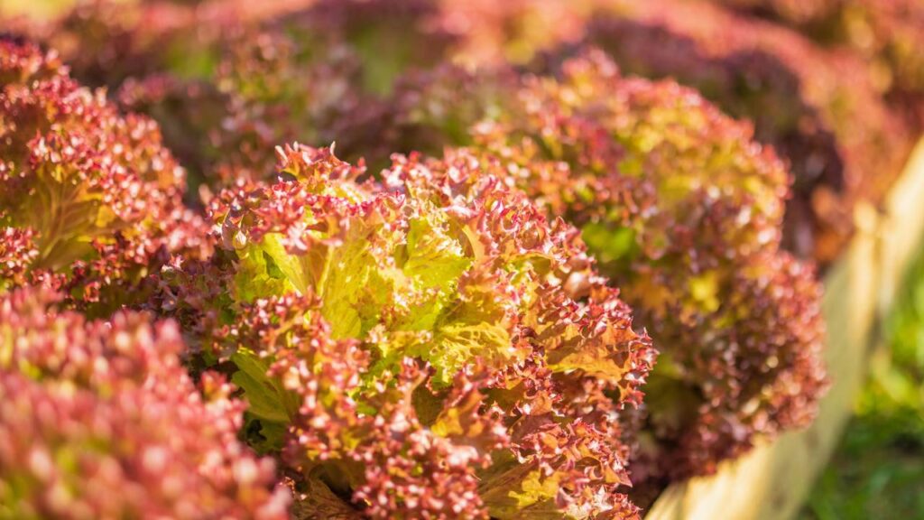 Esse cuidado ajuda a alface roxa ficar menos amarga e mais saborosa