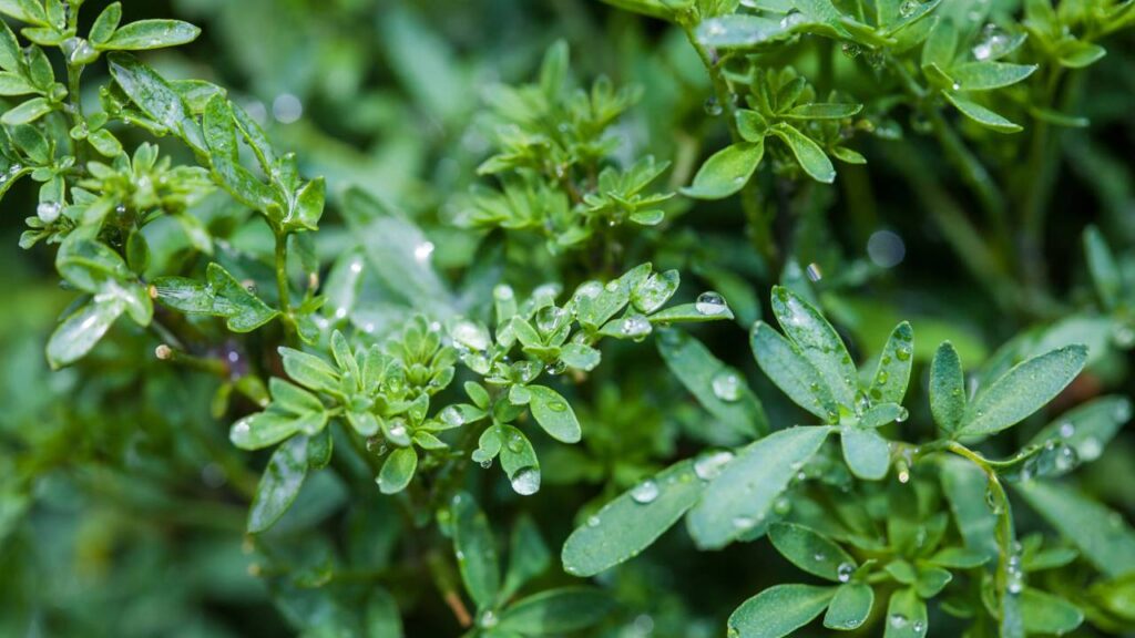 A arruda que ajuda a manter insetos persistentes longe e protege o quintal