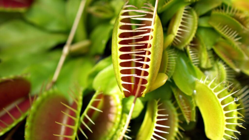 Como cultivar plantas carnívoras em casa e entender o que cada espécie realmente precisa