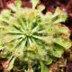 Quanto custa ter uma planta carnívora em casa e por que esse valor pode surpreender muita gente