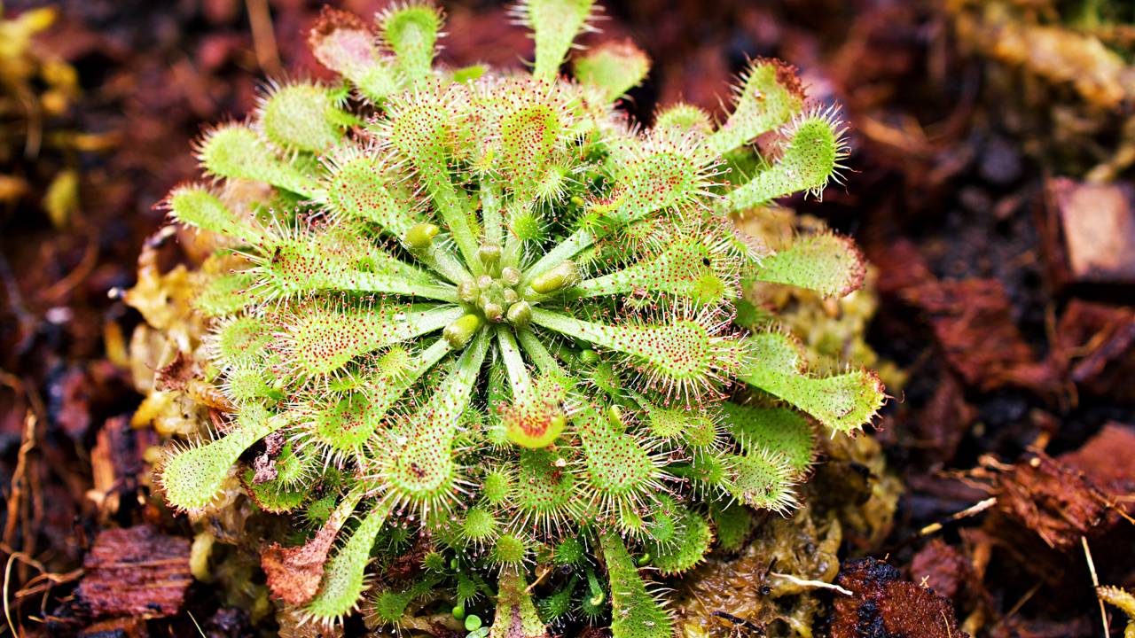 Quanto custa ter uma planta carnívora em casa e por que esse valor pode surpreender muita gente