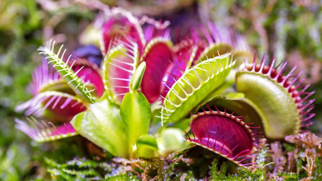 Quanto custa ter uma planta carnívora em casa e por que esse valor pode surpreender muita gente