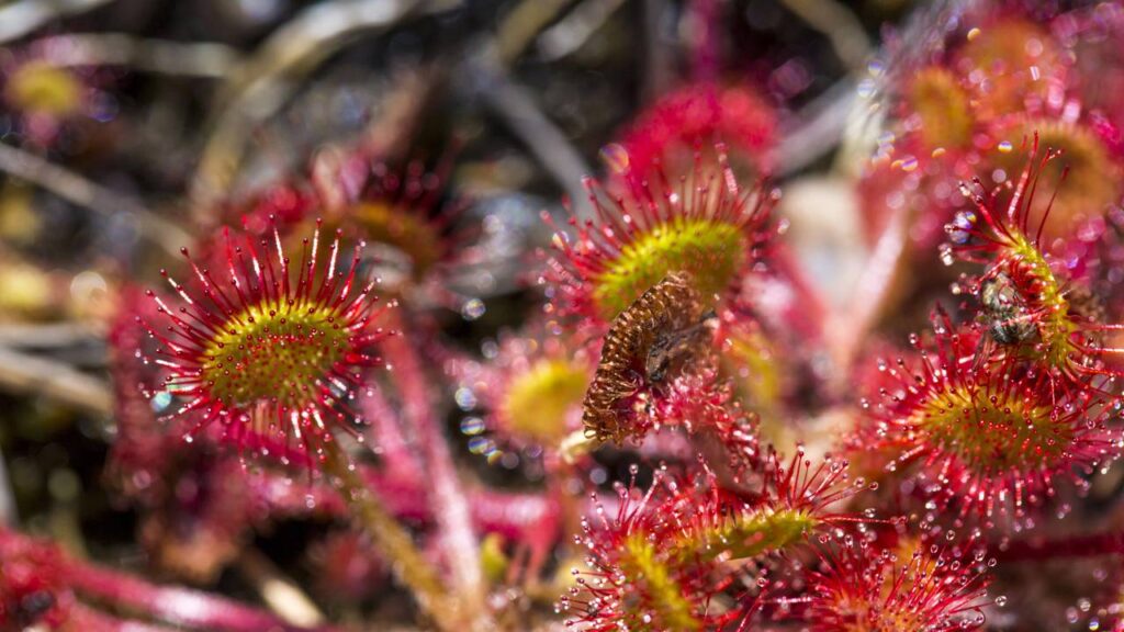 Quanto custa ter uma planta carnívora em casa e por que esse valor pode surpreender muita gente