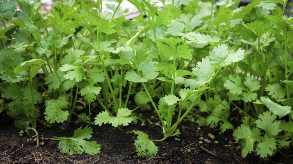 Esse cuidado ajuda o coentro a não subir rápido demais