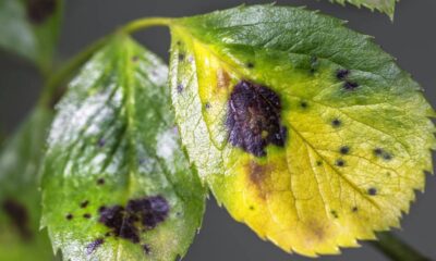 Manchas e folhas caindo indicam problemas simples no cuidado com plantas