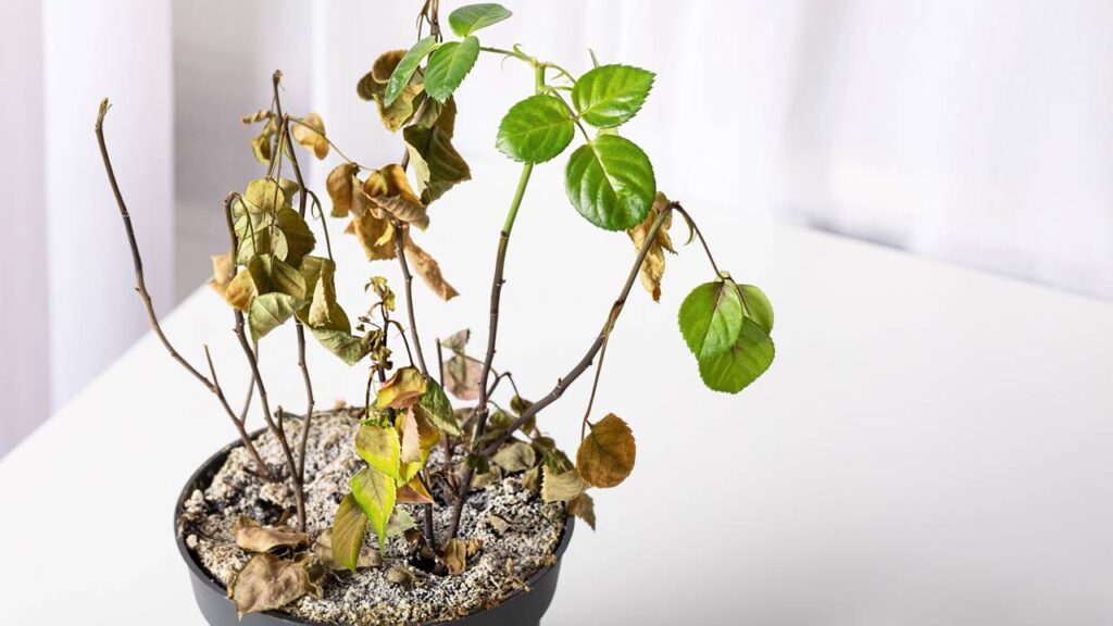 Manchas e folhas caindo indicam problemas simples no cuidado com plantas