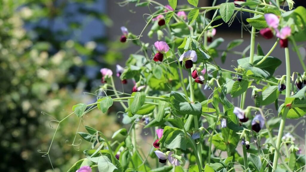 Essa ervilha-de-cheiro perfuma o jardim quando recebe o cuidado certo