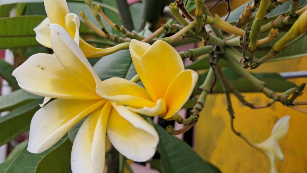 Esse cuidado ajuda o jasmim-manga a florir por mais tempo no ano