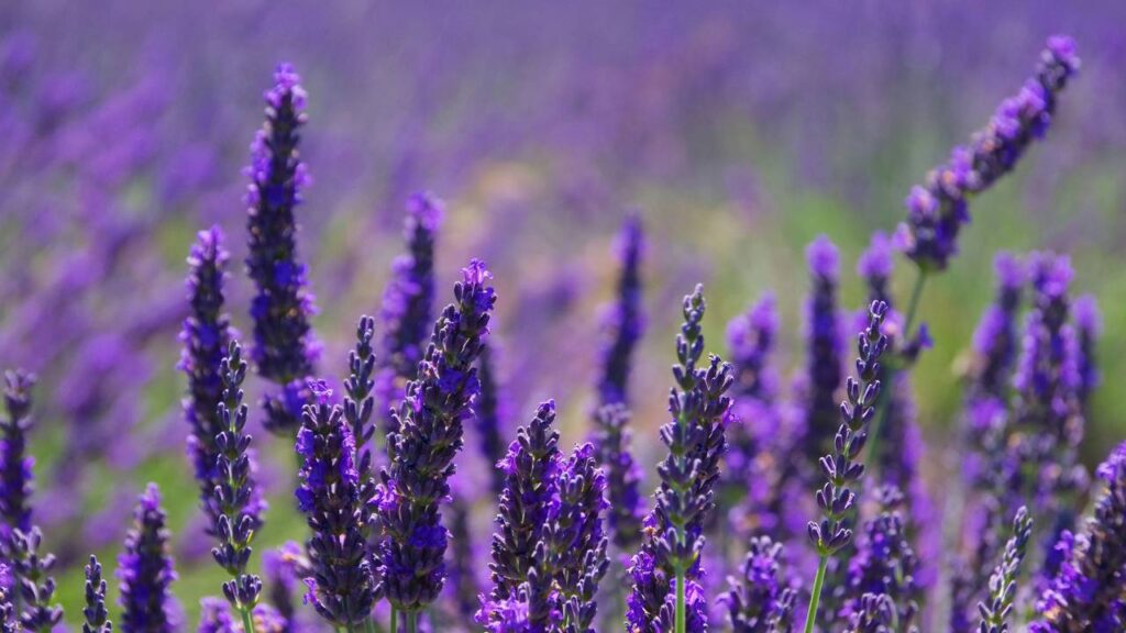 O segredo para cultivar lavanda e fazer a planta crescer bonita, perfumada e saudável