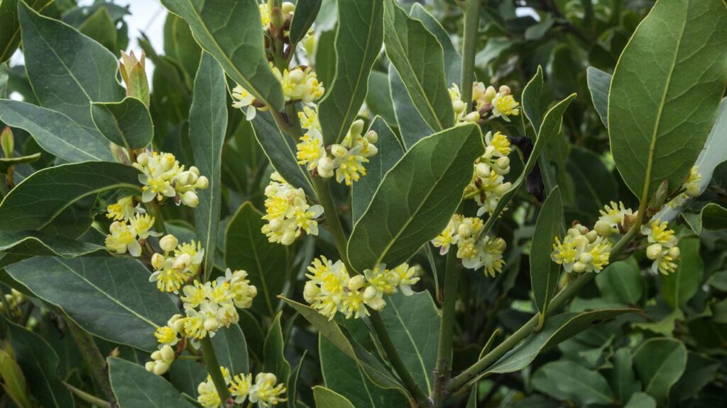 O louro usado nas gavetas que ajuda a afastar traças e insetos sem cheiro forte