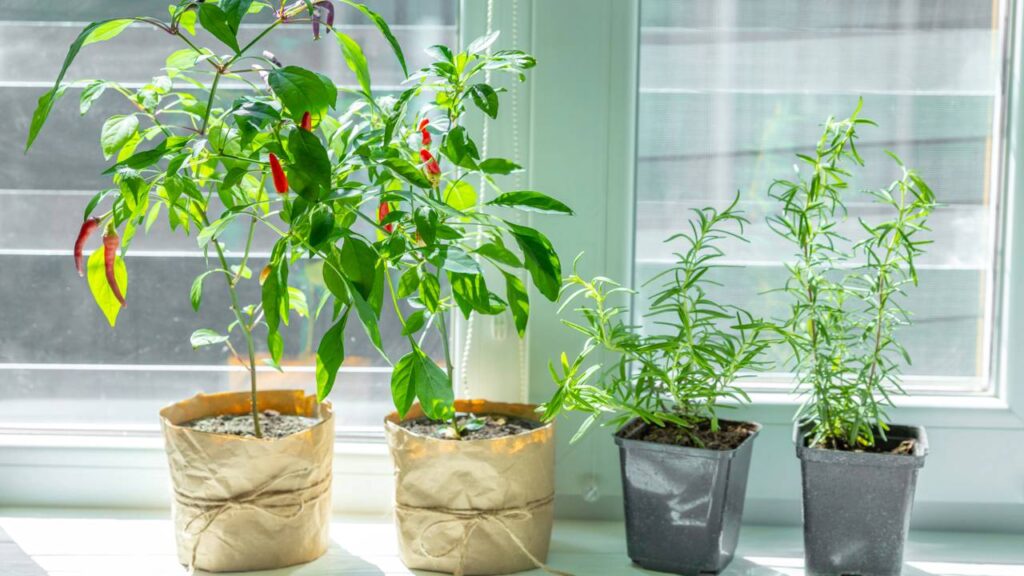 Como plantar e cuidar da pimenta em vaso do jeito certo para crescer forte e produzir bem