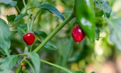 Como plantar e cuidar da pimenta em vaso do jeito certo para crescer forte e produzir bem