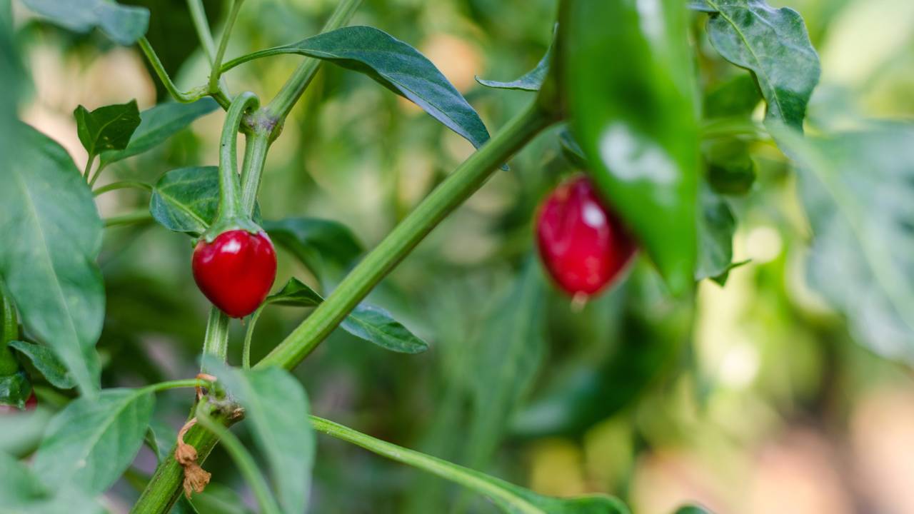 Como plantar e cuidar da pimenta em vaso do jeito certo para crescer forte e produzir bem