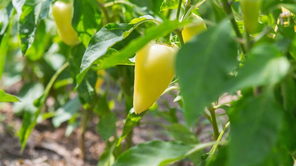 O pimentão amarelo pode ter colheita contínua com o manejo certo