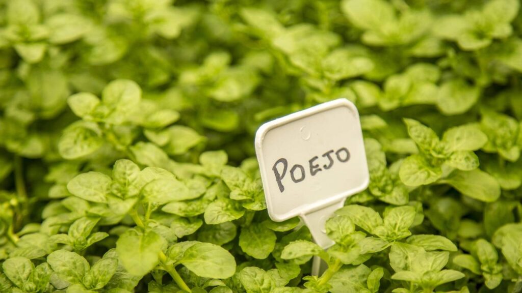 Esse poejo virou escolha comum para afastar insetos do chão