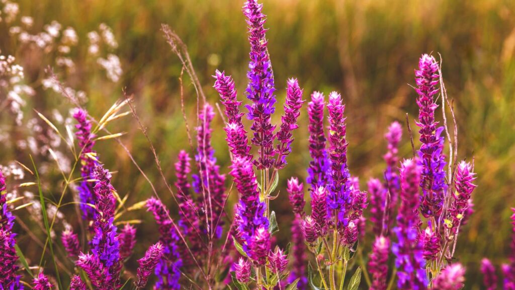 Essa sálvia ajuda a proteger as plantas sem prejudicar o solo