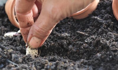 Top 6 alimentos para plantar em casa e garantir comida mesmo em tempos de crise