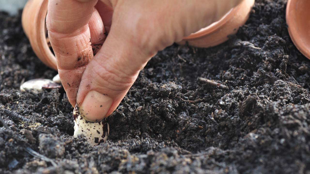 Top 6 alimentos para plantar em casa e garantir comida mesmo em tempos de crise