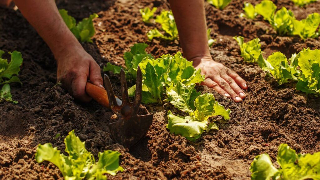 A alface americana responde bem quando a colheita é feita assim