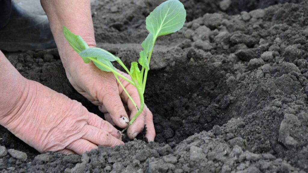 A couve chinesa que cresce rápido e permite colher bem antes do esperado