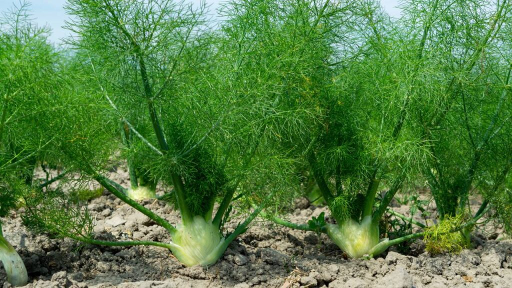 Plantar erva-doce no quintal ajuda a atrair abelhas e deixa o espaço mais vivo