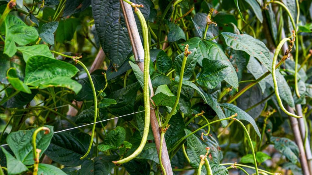 Esse manejo ajuda o feijão-de-trepadeira a acelerar a produção