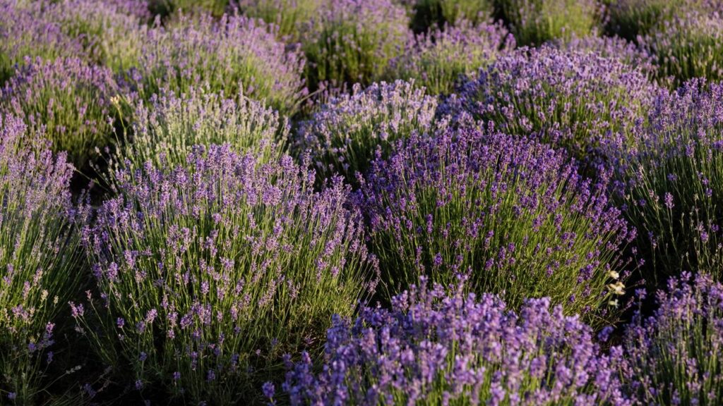 Plantar lavanda do jeito certo evita raízes apodrecidas e mantém a planta saudável