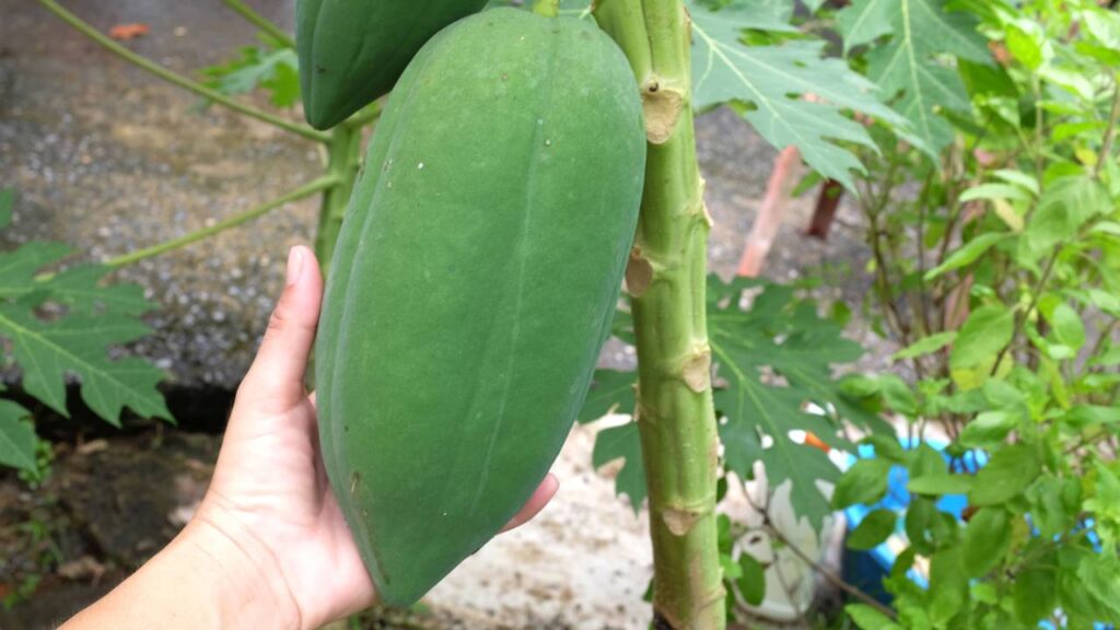 Esse cuidado simples faz o mamão produzir antes do que muita gente espera