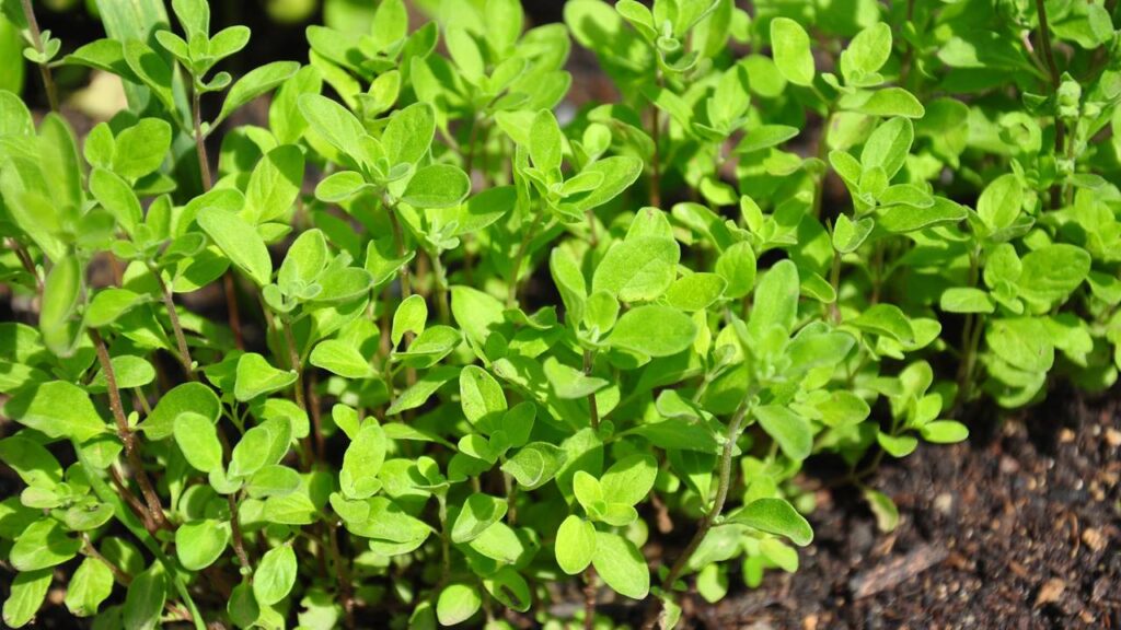 Plantar manjerona em casa garante aroma intenso e mais sabor na cozinha