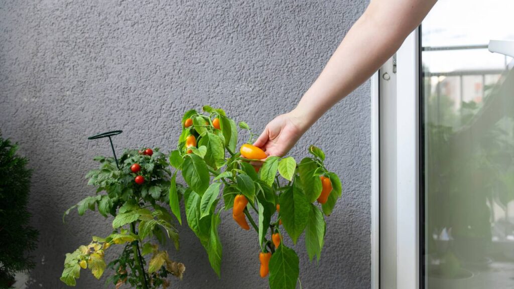 Plante pimenta-malagueta em casa e colha frutos ardidos do jeito certo
