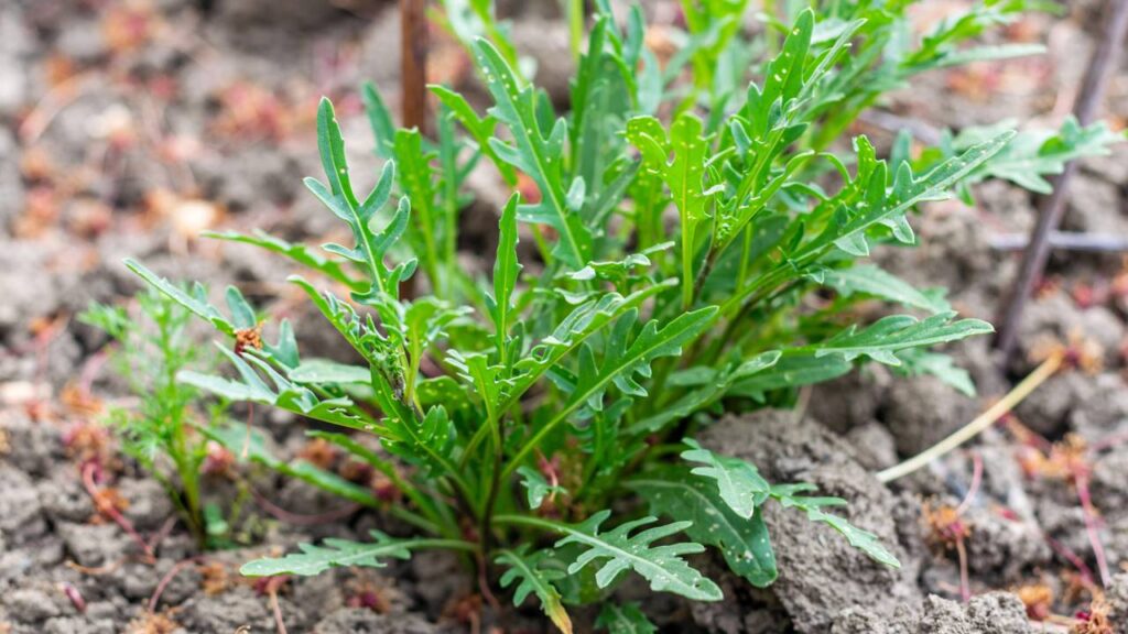 Quem cultiva rúcula em casa colhe folhas mais frescas e saborosas