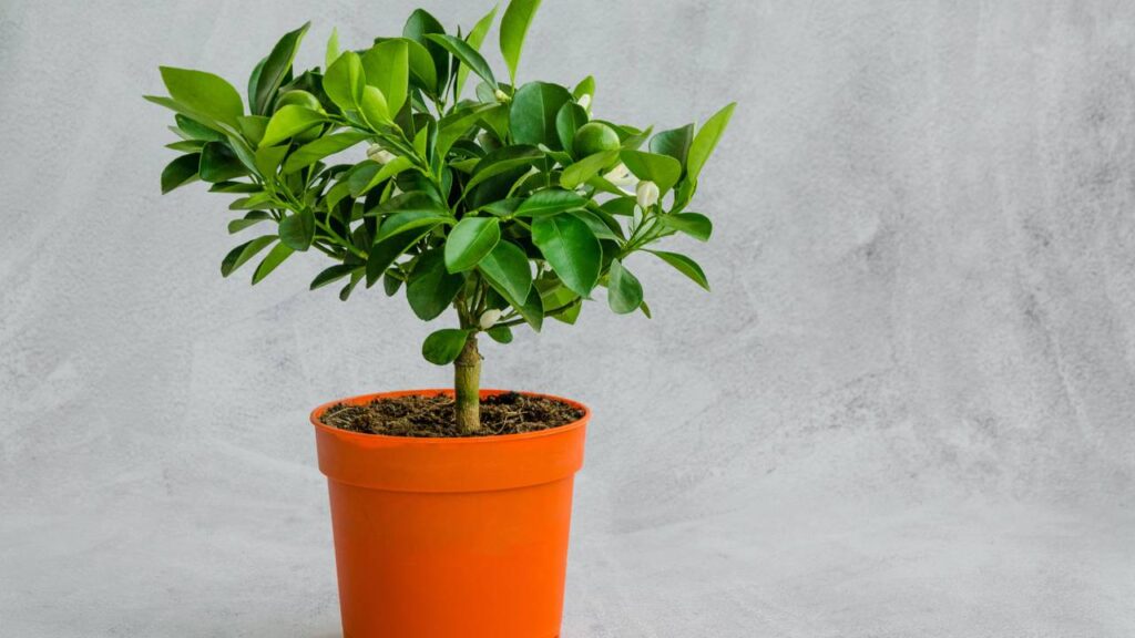 Plantar tangerina poncã do jeito certo ajuda a colher frutos mais suculentos