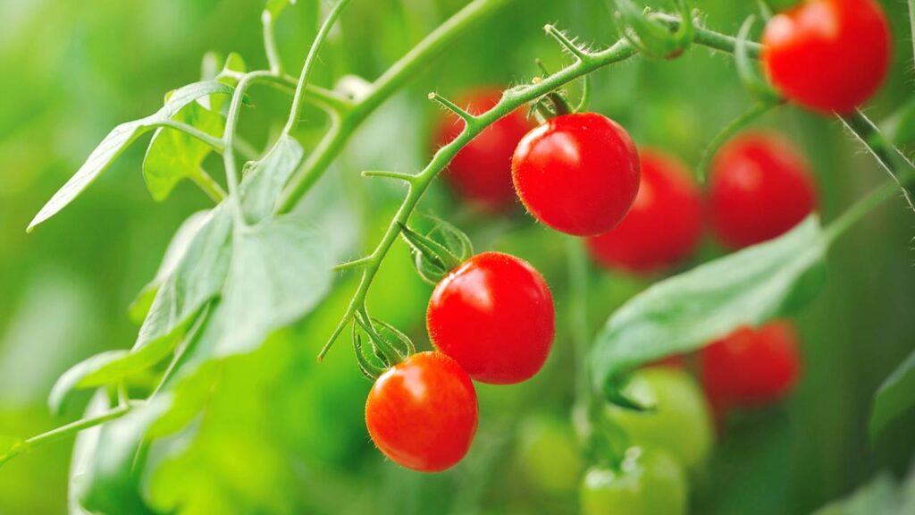 Plantar tomate-cereja em casa fica mais fácil quando folhas doentes não aparecem
