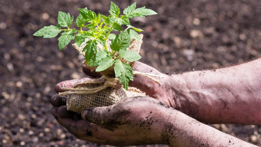 Plantar tomate italiano com atenção evita queda precoce da produção