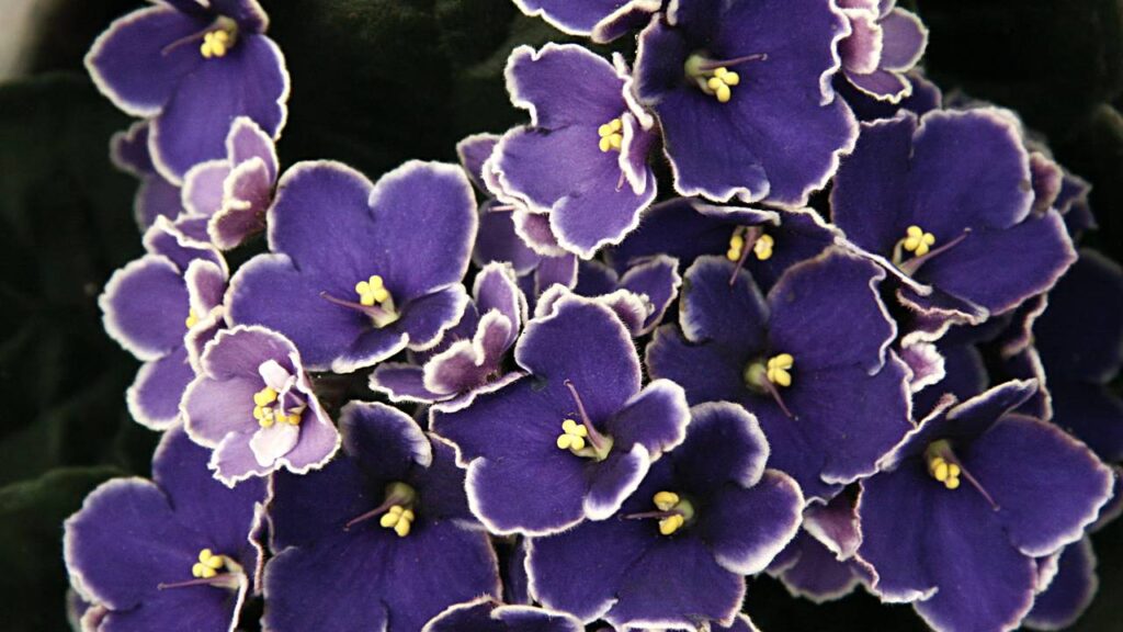 Plantar violeta do jeito certo faz a planta florir o ano inteiro