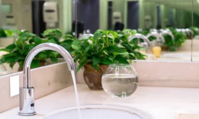 Como escolher as plantas ideais para o quarto, banheiro e cozinha sem errar na escolha