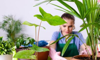 As melhores plantas para dentro de casa que deixam o ambiente mais bonito e agradável
