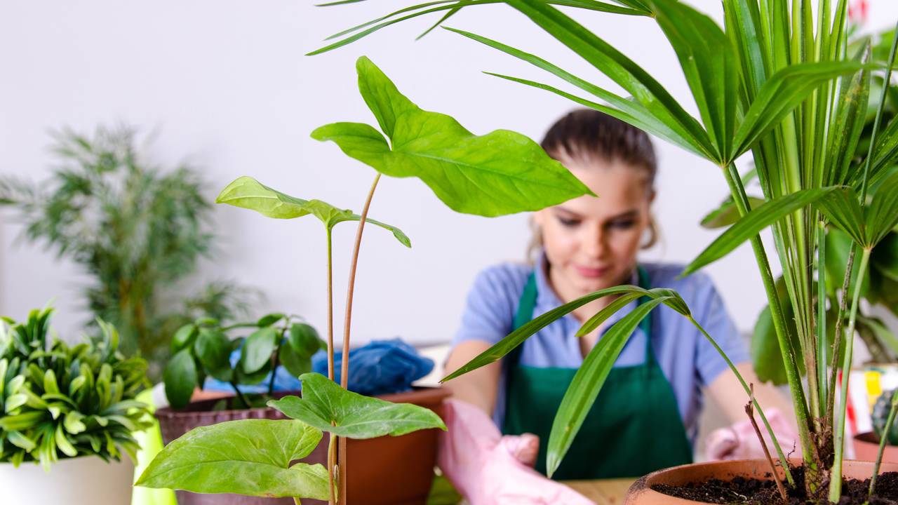 As melhores plantas para dentro de casa que deixam o ambiente mais bonito e agradável