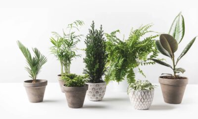 Plantas que refrescam a casa e ajudam a diminuir o calor de forma natural