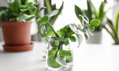 7 plantas de sombra que crescem na água e sobrevivem mesmo sem sol direto