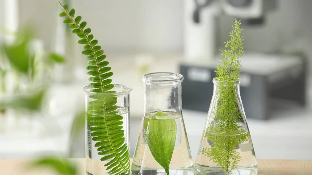 7 plantas de sombra que crescem na água e sobrevivem mesmo sem sol direto