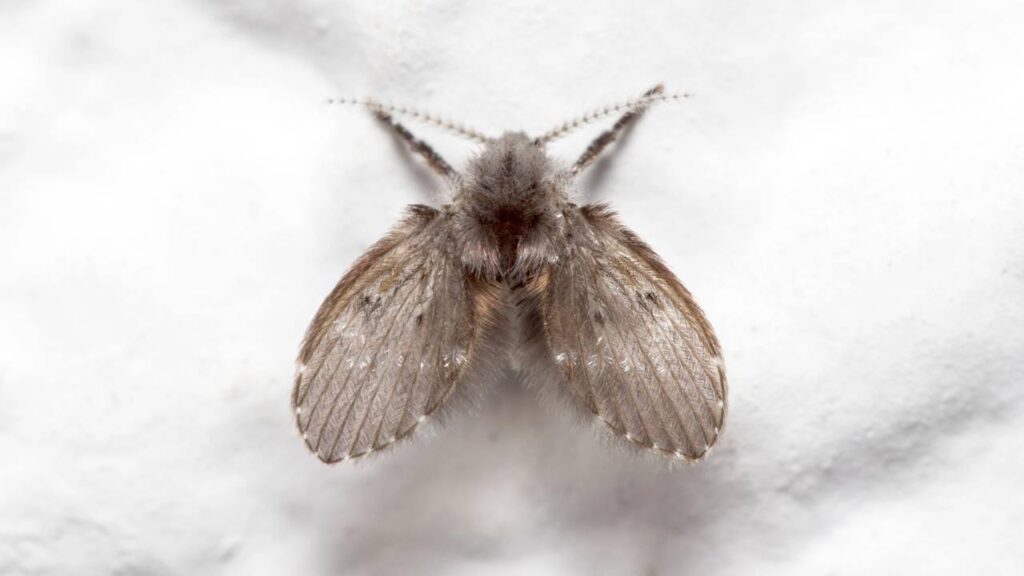 O que significa quando aparecem vários mosquitinhos na parede do banheiro