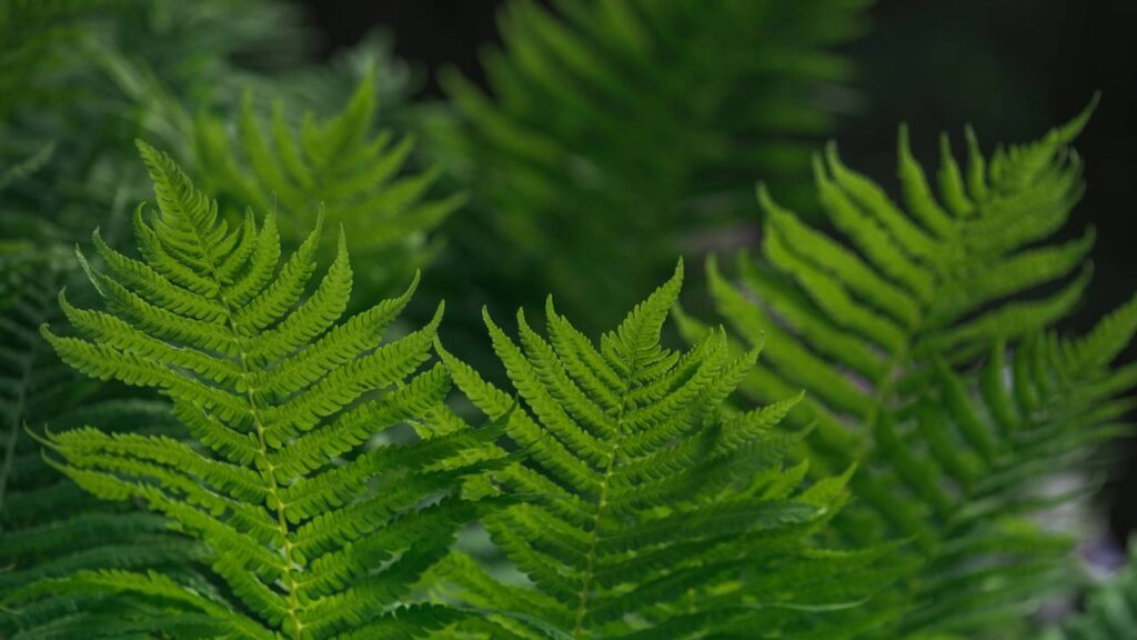 Essa samambaia-americana me ensinou que delicadeza também é força
