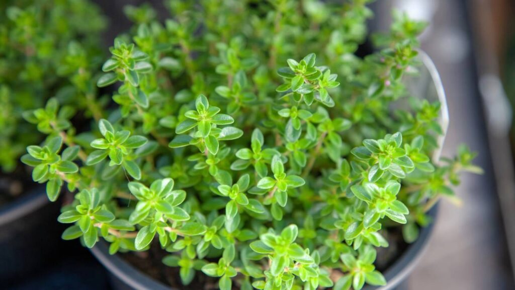 O tomilho que ajuda a evitar pragas e protege plantas cultivadas em casa