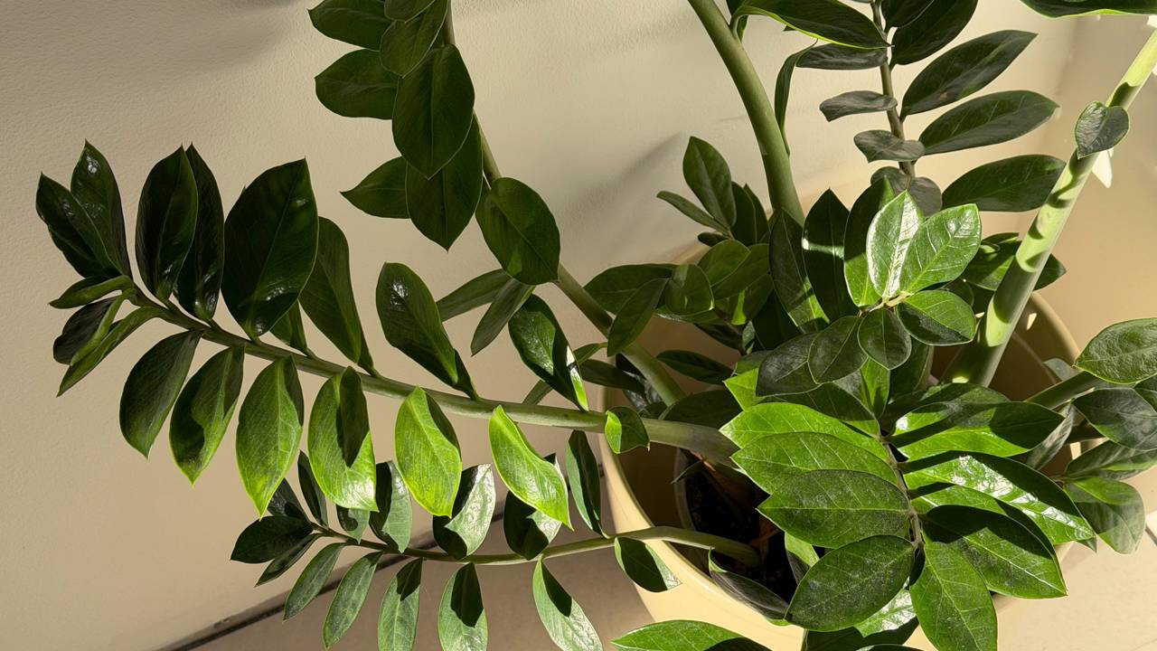 Como fazer a zamioculca crescer mais e ficar cheia de folhas sem recorrer a exageros
