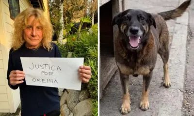 Ex-integrante do Guns N’ Roses pede justiça por cachorro Orelha