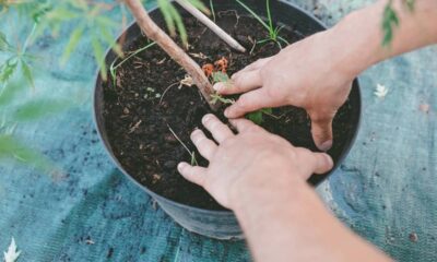 Duas mãos apertando terra escura em um vaso preto, com uma planta jovem.
